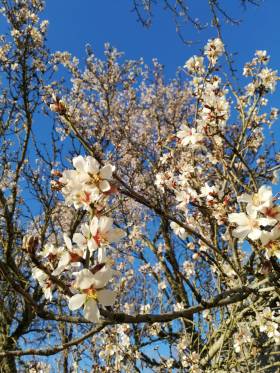 Almond blossom at La Rogaia 2019