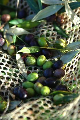 Olives for the olive oil of La Rogaia. Photo: Peter von Felbert, www.felbert.de