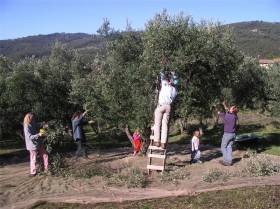 Olive harvest at La Rogaia. Photo: Peter von Felbert, www.felbert.de